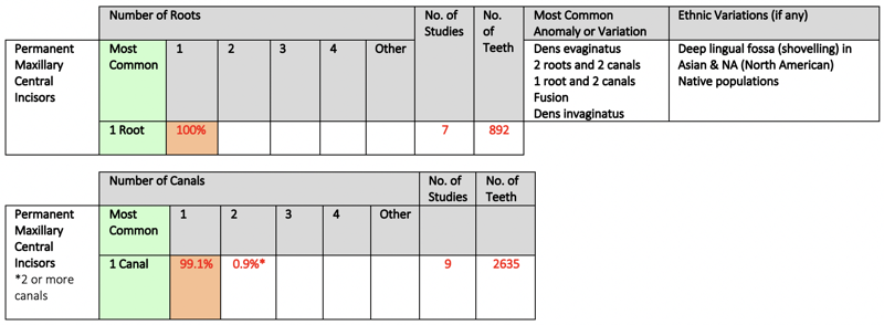 Permanent Maxillary Central Incisors May 2019.png